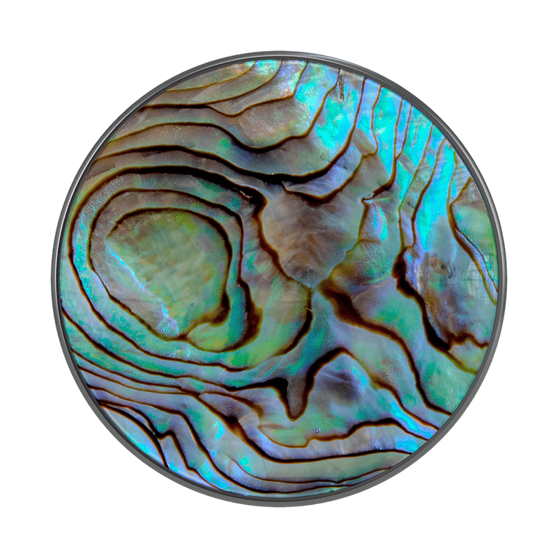 Paua Abalone image number 0
