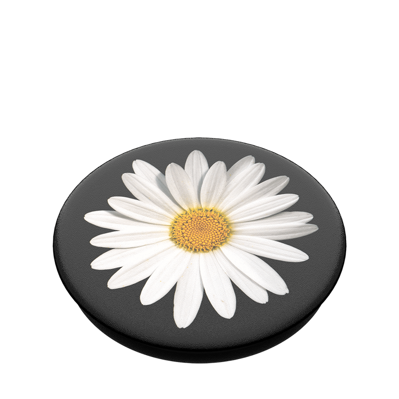 White Daisy image number 2