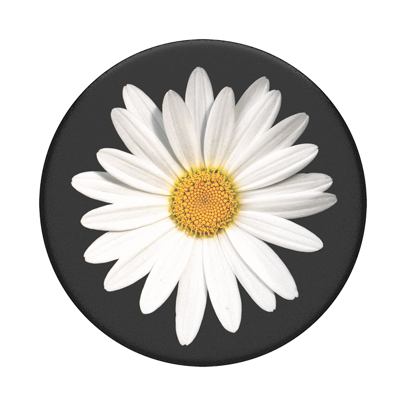 White Daisy image number 0
