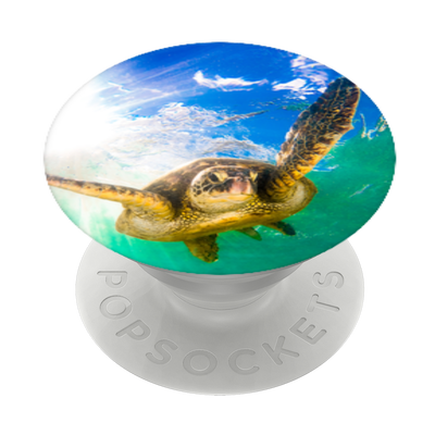 Secondary image for hover Hawaiian Sea Turtle