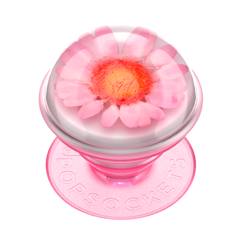 Pink Punch - Daisy Pop Moderate Bottom